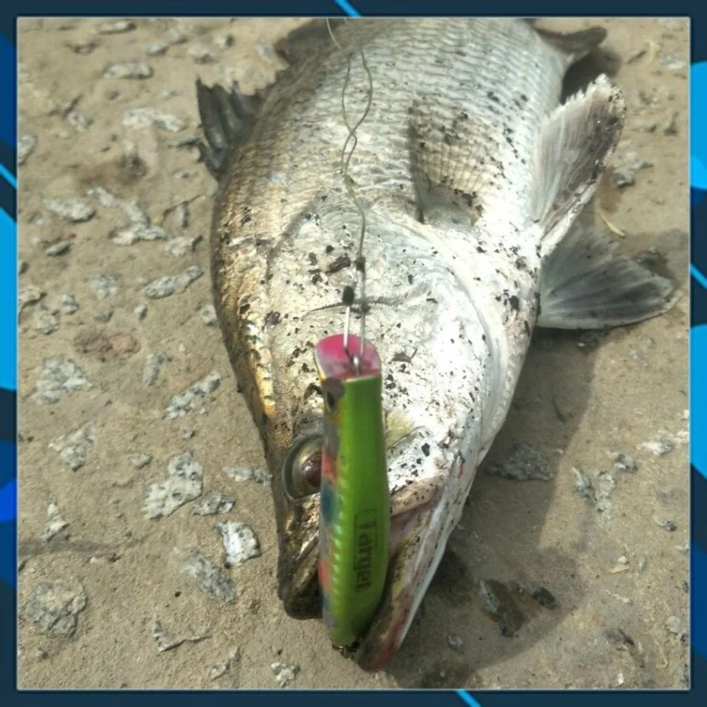Mồi câu cá Target Komodo 65F , mồi lure cá chẽm, măng, chéc, cháo, mú... - Hình ảnh 8