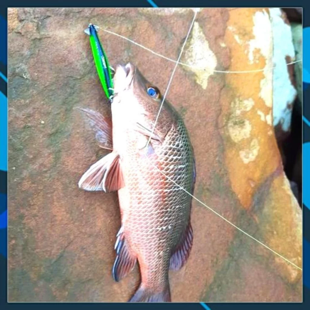 Mồi câu cá Target Roy 80 , mồi lure chẽm, măng, hồng, mú... - Hình ảnh 8