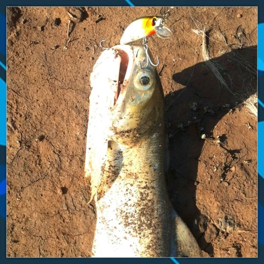 Mồi câu cá Target Roy 80 , mồi lure chẽm, măng, hồng, mú... - Hình ảnh 5