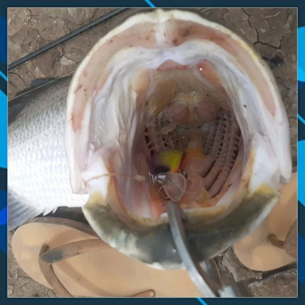 Mồi câu cá Target Roy 80 , mồi lure chẽm, măng, hồng, mú... - Hình ảnh 6